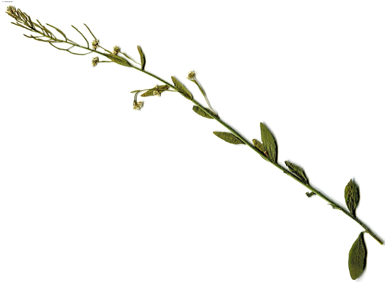 Arabis auriculata (Brassicaceae)